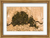 Bat wildlife, Cave, Ankarana NP, Madagascar Fine Art Print