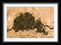 Bat wildlife, Cave, Ankarana NP, Madagascar Fine Art Print