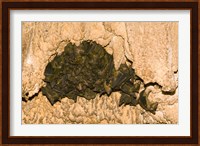 Bat wildlife, Cave, Ankarana NP, Madagascar Fine Art Print