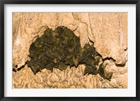 Bat wildlife, Cave, Ankarana NP, Madagascar Fine Art Print