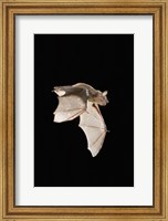 Evening Bat leaving Day roost in tree hole, Texas Fine Art Print