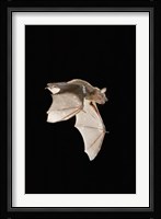 Evening Bat leaving Day roost in tree hole, Texas Fine Art Print