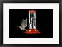 Lesser Long-nosed Bat feeding, Tuscon, Arizona Fine Art Print
