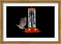 Lesser Long-nosed Bat feeding, Tuscon, Arizona Fine Art Print