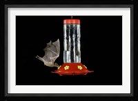 Lesser Long-nosed Bat feeding, Tuscon, Arizona Fine Art Print