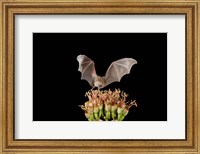 Lesser Long-nosed Bat, Tuscon, Arizona Fine Art Print