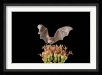 Lesser Long-nosed Bat, Tuscon, Arizona Fine Art Print