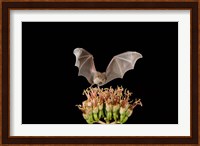 Lesser Long-nosed Bat, Tuscon, Arizona Fine Art Print