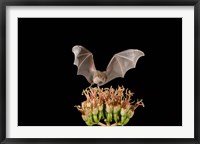 Lesser Long-nosed Bat, Tuscon, Arizona Fine Art Print