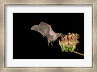 Lesser Long-nosed Bat Fine Art Print
