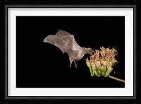 Lesser Long-nosed Bat Fine Art Print