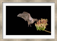 Lesser Long-nosed Bat Fine Art Print