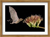 Lesser Long-Nosed Bat in Flight Feeding on Agave Blossom, Tuscon, Arizona Fine Art Print