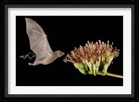 Lesser Long-Nosed Bat in Flight Feeding on Agave Blossom, Tuscon, Arizona Fine Art Print