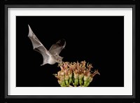 Mexican Long-tongued Bat, Agave Blossom, Arizona Fine Art Print