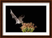 Mexican Long-tongued Bat, Agave Blossom, Arizona Fine Art Print