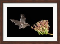 Mexican Long-tongued Bat Fine Art Print