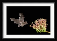 Mexican Long-tongued Bat Fine Art Print