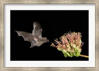 Mexican Long-tongued Bat Fine Art Print