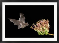 Mexican Long-tongued Bat Fine Art Print