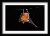 Fishing Bat, Iwokrama Forest Reserve, Guyana Fine Art Print