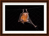 Fishing Bat, Iwokrama Forest Reserve, Guyana Fine Art Print