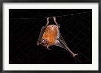 Fishing Bat, Iwokrama Forest Reserve, Guyana Fine Art Print