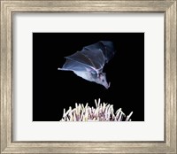 Leafnosed fruit bat, agave, Tucson, Arizona, USA Fine Art Print