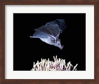 Leafnosed fruit bat, agave, Tucson, Arizona, USA Fine Art Print