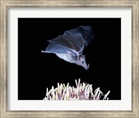 Leafnosed fruit bat, agave, Tucson, Arizona, USA Fine Art Print