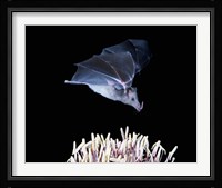 Leafnosed fruit bat, agave, Tucson, Arizona, USA Fine Art Print