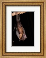 USA, Pennsylvania, Giant Fruit Bat Fine Art Print