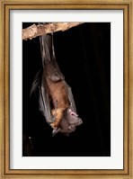 USA, Pennsylvania, Giant Fruit Bat Fine Art Print
