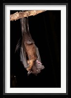 USA, Pennsylvania, Giant Fruit Bat Fine Art Print