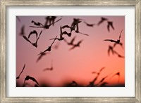Mexican Free-tailed Bats emerging from Frio Bat Cave, Concan, Texas, USA Fine Art Print