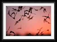Mexican Free-tailed Bats emerging from Frio Bat Cave, Concan, Texas, USA Fine Art Print