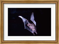 Leaf-nosed Fruit Bat wildlife Fine Art Print