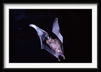 Leaf-nosed Fruit Bat wildlife Fine Art Print