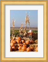 Pumpkin, hay bales, scarecrows, Fruitland, Idaho Fine Art Print
