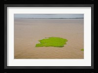 Brazil, Amazon, Manaus The Meeting of the Waters Floating plant mat Fine Art Print