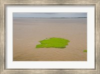 Brazil, Amazon, Manaus The Meeting of the Waters Floating plant mat Fine Art Print