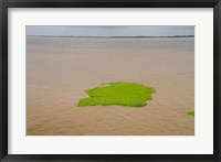 Brazil, Amazon, Manaus The Meeting of the Waters Floating plant mat Fine Art Print