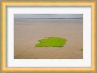 Brazil, Amazon, Manaus The Meeting of the Waters Floating plant mat Fine Art Print