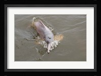 Brazil, Amazonas, Rio Tapajos Freshwater pink Amazon dolphin Fine Art Print