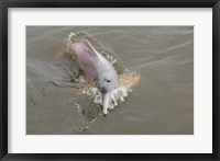 Brazil, Amazonas, Rio Tapajos Freshwater pink Amazon dolphin Fine Art Print