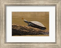 Turtle Atop Rock with Butterfly on its Nose, Madre de Dios, Amazon River Basin, Peru Fine Art Print
