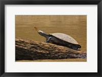 Turtle Atop Rock with Butterfly on its Nose, Madre de Dios, Amazon River Basin, Peru Fine Art Print