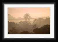 Mist over Canopy, Amazon, Ecuador Fine Art Print