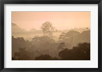 Mist over Canopy, Amazon, Ecuador Fine Art Print