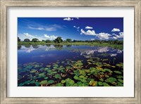 Waterways in Pantanal, Brazil Fine Art Print